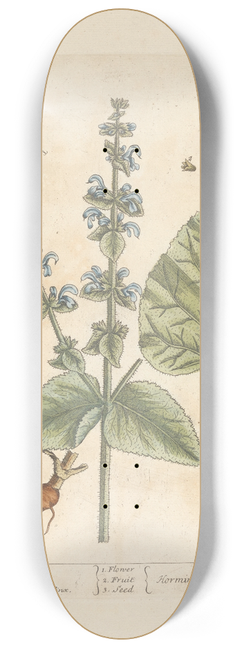 Elizabeth Blackwell - Garden clary 8.25 inch art skate deck