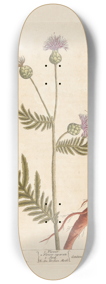 Elizabeth Blackwell - Great centory 8.25 inch art skate deck