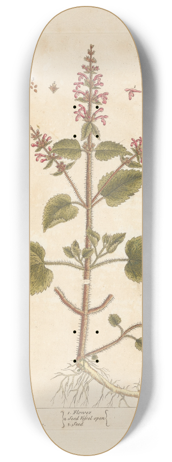 Elizabeth Blackwell - Hedge nettle 8.25 inch art skate deck