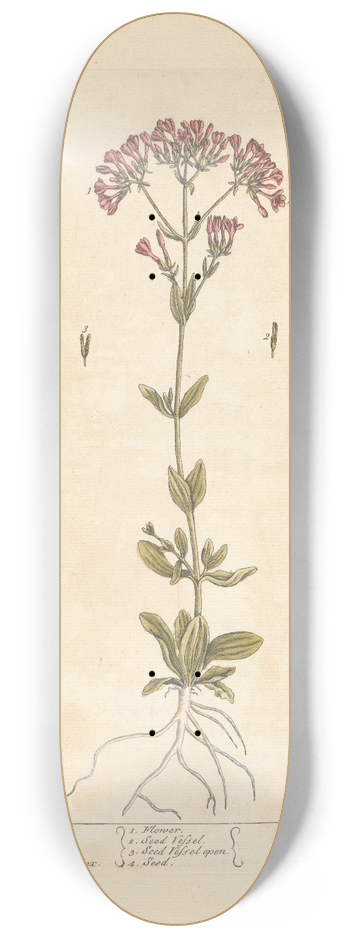 Elizabeth Blackwell - Lesser centory 8.25 inch art skate deck