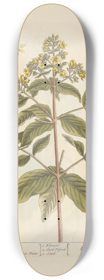 Elizabeth Blackwell - Loosestrife 8.25 inch art skate deck