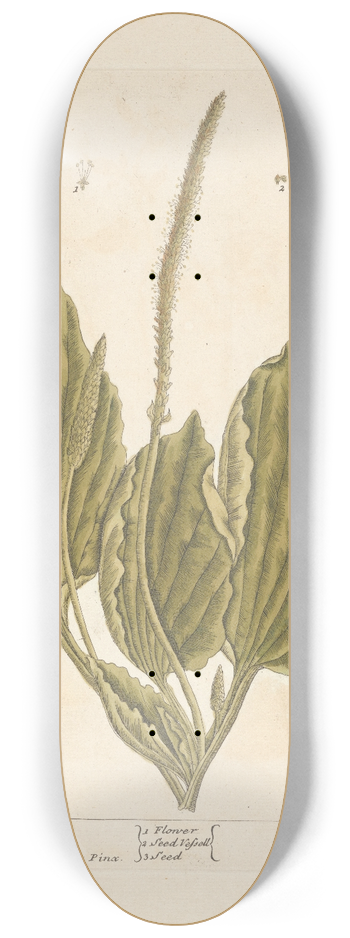 Elizabeth Blackwell - Plantain 8.25 inch art skate deck