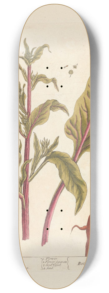 Elizabeth Blackwell - Red beet 8.25 inch art skate deck