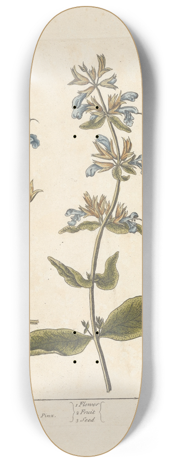 Elizabeth Blackwell - Sage 8.25 inch art skate deck