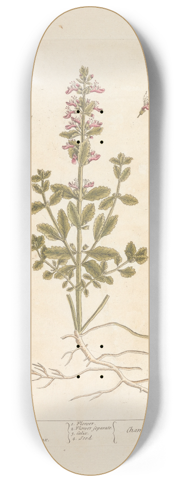 Elizabeth Blackwell - Small germander 8.25 inch art skate deck