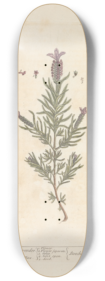 Elizabeth Blackwell - Stechas, or French lavender 8.25 inch art skate deck