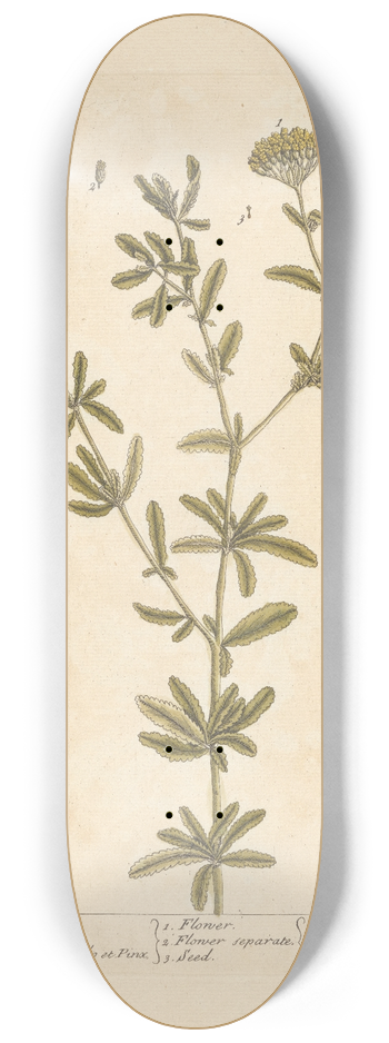 Elizabeth Blackwell - Sweet maudlin 8.25 inch art skate deck