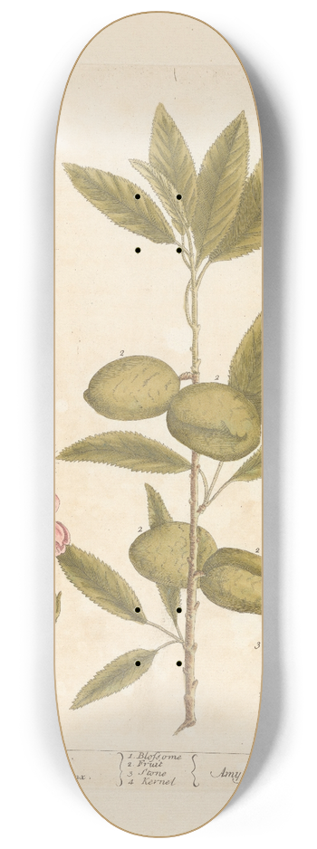 Elizabeth Blackwell - The almond tree 8.25 inch art skate deck