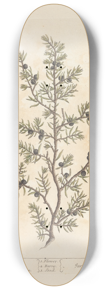 Elizabeth Blackwell - The juniper tree 8.25 inch art skate deck