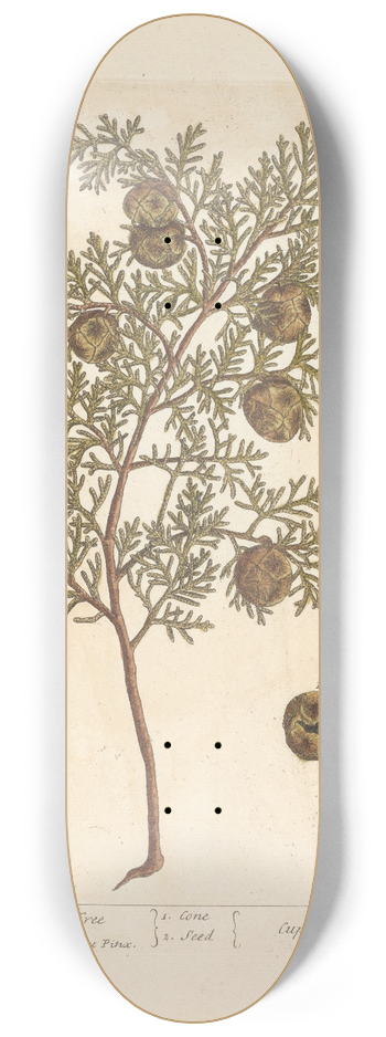 Elizabeth Blackwell - The male cypress tree 8.25 inch art skate deck