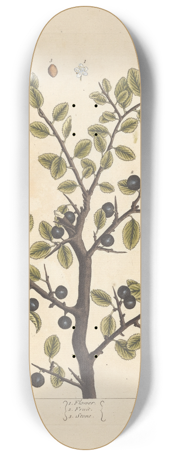 Elizabeth Blackwell - The sloe tree 8.25 inch art skate deck
