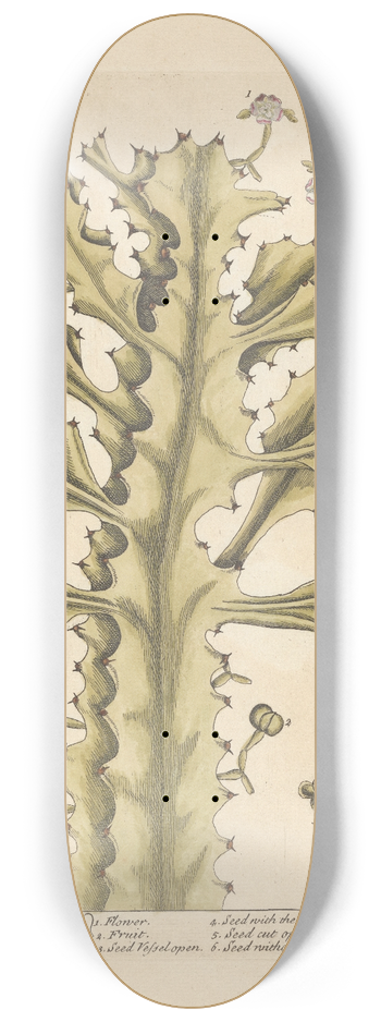 Elizabeth Blackwell - The true euphorbium 8.25 inch art skate deck