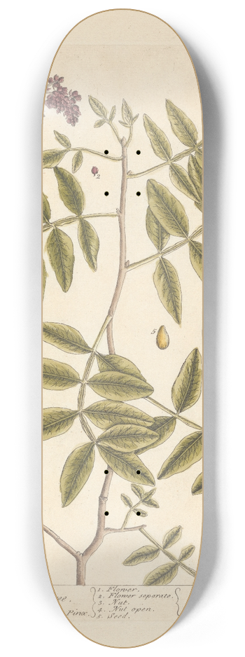 Elizabeth Blackwell - The turpentine tree 8.25 inch art skate deck