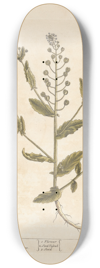 Elizabeth Blackwell - Treacle mustard 8.25 inch art skate deck