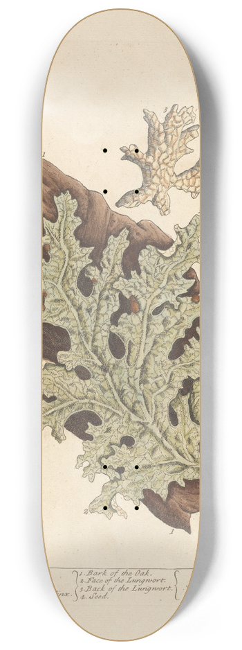 Elizabeth Blackwell - Tree lungwort 8.25 inch art skate deck