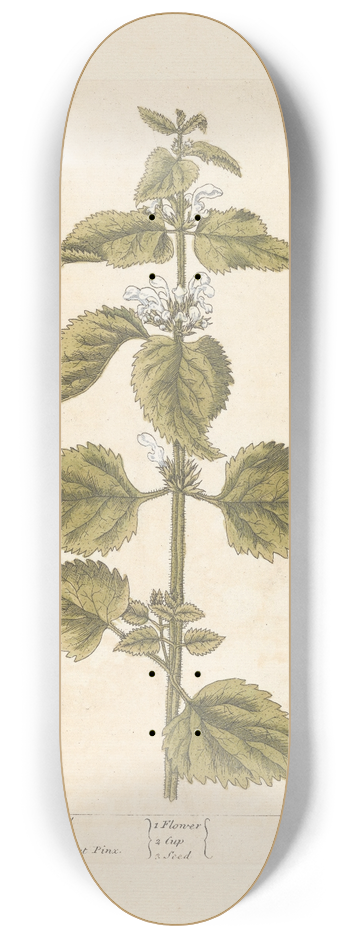 Elizabeth Blackwell - White archangel; Dead nettle 8.25 inch art skate deck