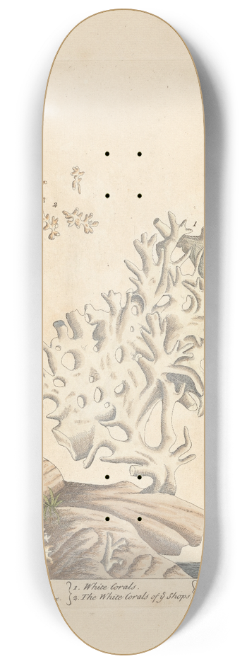 Elizabeth Blackwell - White coral 8.25 inch art skate deck