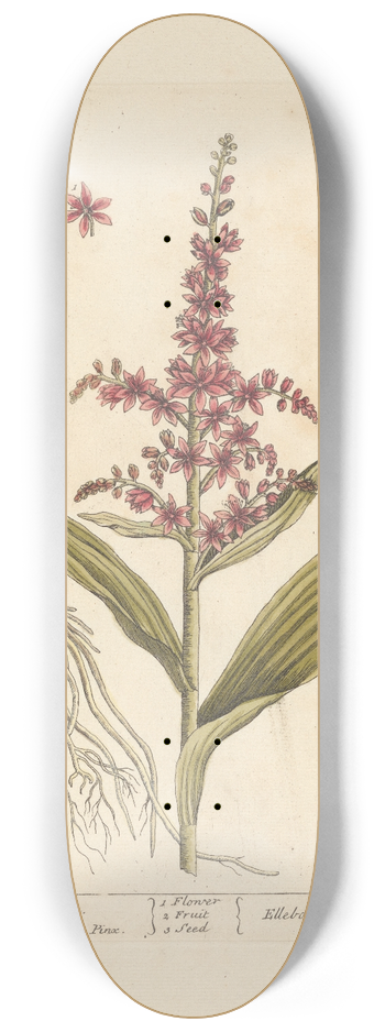 Elizabeth Blackwell - White hellebore 8.25 inch art skate deck