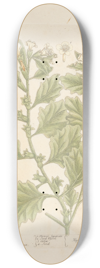 Elizabeth Blackwell - White henbane 8.25 inch art skate deck