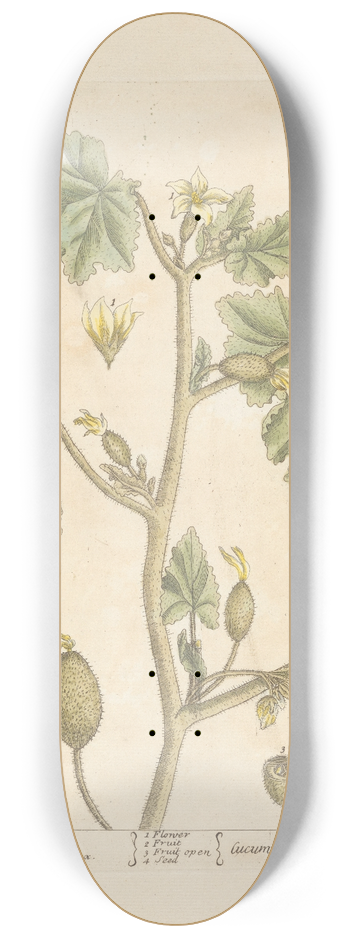 Elizabeth Blackwell - Wild cucumber 8.25 inch art skate deck