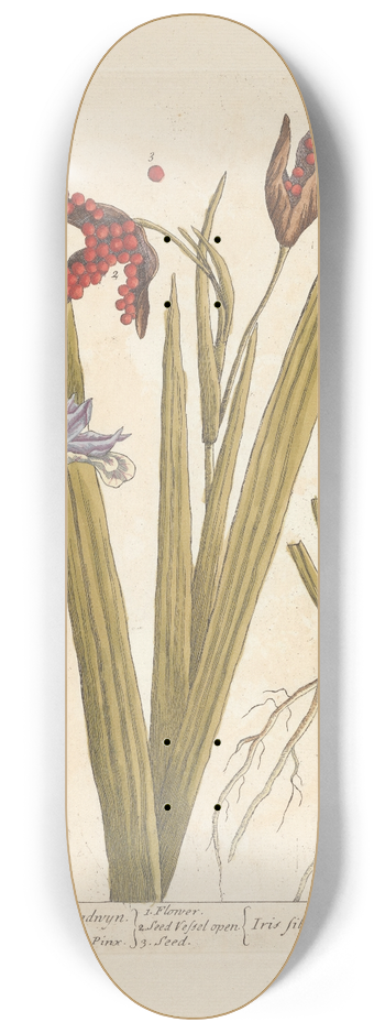 Elizabeth Blackwell - Wild iris or stinking gladwyn 8.25 inch art skate deck