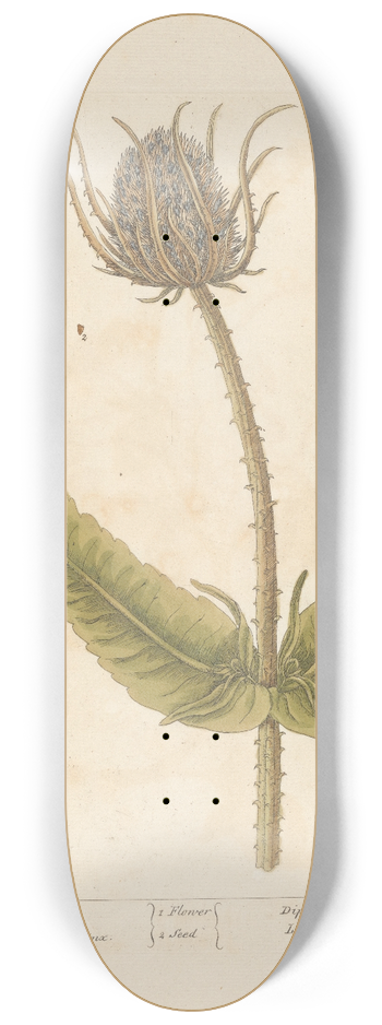 Elizabeth Blackwell - Wild teasel 8.25 inch art skate deck