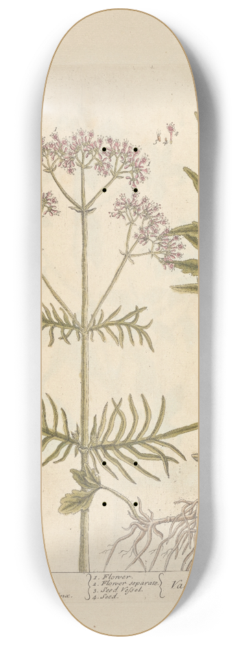 Elizabeth Blackwell - Wild valerian 8.25 inch art skate deck