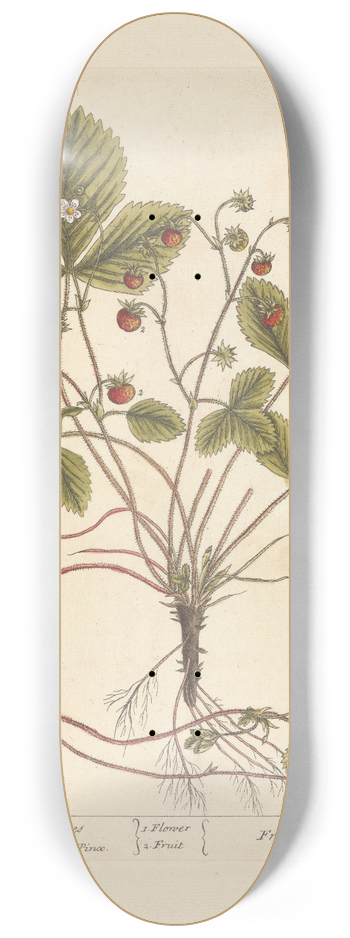 Elizabeth Blackwell - Wood strawberries 8.25 inch art skate deck