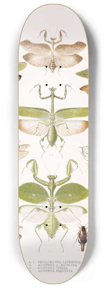 Frederick DuCane Godman - Insecta Orthoptera Pl 2 8.25 inch art skate deck