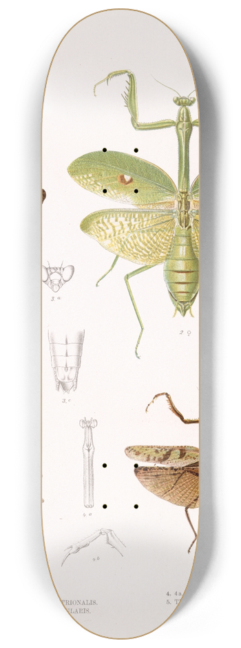 Frederick DuCane Godman - Insecta Orthoptera Pl 4 8.25 inch art skate deck