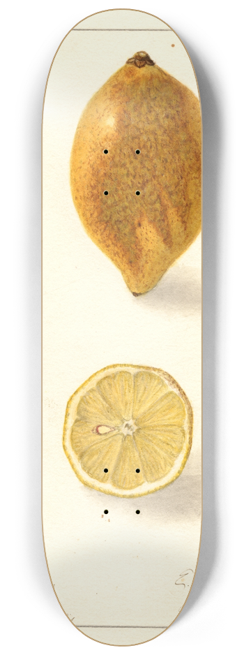 Ellen Isham Schutt - Citrus limon 8.25 inch art skate deck