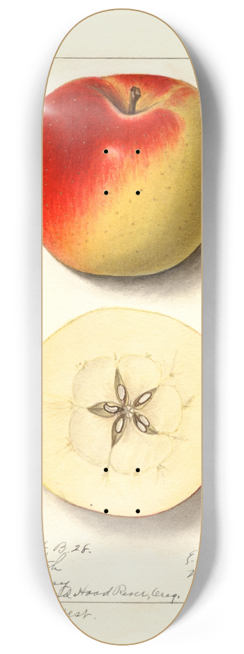 Ellen Isham Schutt - Malus domestica: Monmouth 8.25 inch art skate deck