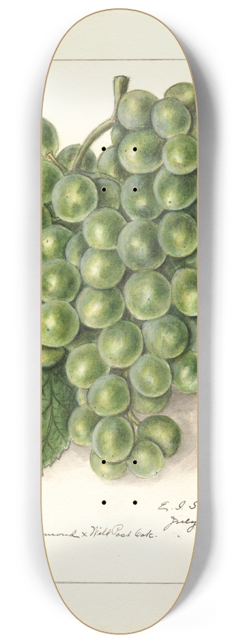 Ellen Isham Schutt - Vitis 8.25 inch art skate deck