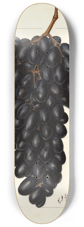 Ellen Isham Schutt - Vitis: Askarie 8.25 inch art skate deck