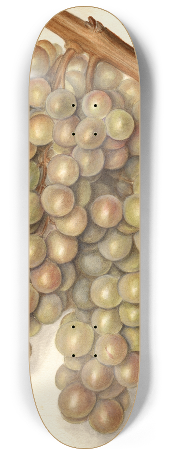 Ellen Isham Schutt - Vitis: Hycales 8.25 inch art skate deck