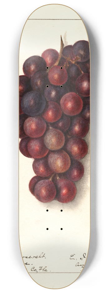 Ellen Isham Schutt - Vitis: Masters Roosevelt 8.25 inch art skate deck