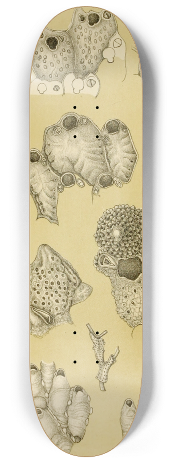 Frederick McCoy - Polyzoa XIV 8.25 inch art skate deck