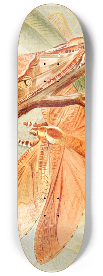 Frederick William Frohawk - Giant Swift Moth 8.25 inch art skate deck