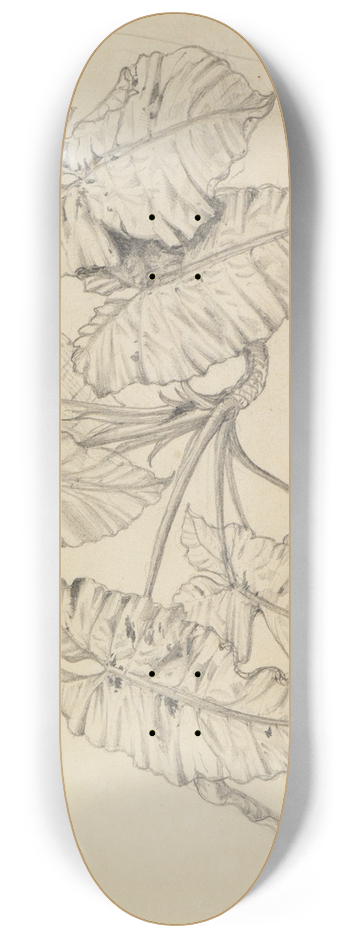 Ferdinand Keller - Bltterstudie 8.25 inch art skate deck