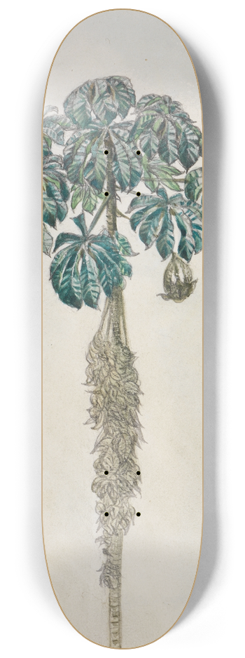 Ferdinand Keller - Faultierbaum 8.25 inch art skate deck