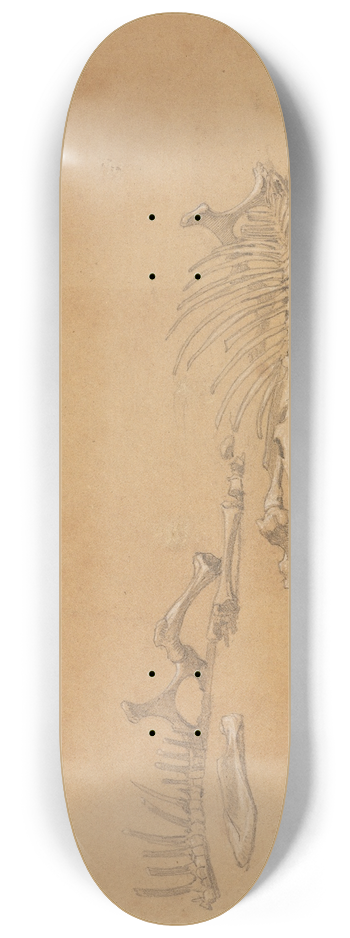 Ferdinand Keller - Tierskelett 8.25 inch art skate deck