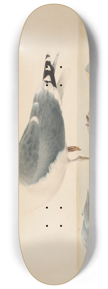 Ferdinand von Wright - European Herring Gull 8.25 inch art skate deck