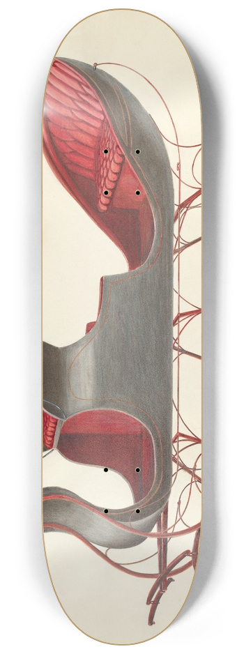 Fred Weiss - Sleigh 8.25 inch art skate deck