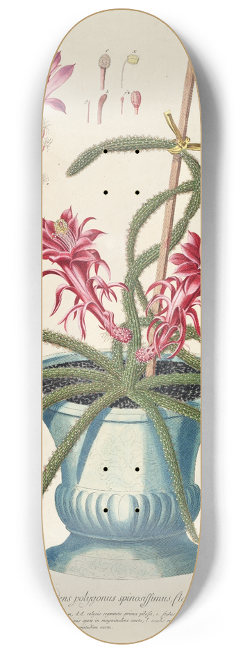 Georg Dionysius Ehret - Cereus II 8.25 inch art skate deck