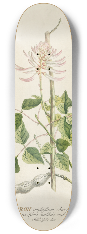 Georg Dionysius Ehret - Corallodendron 8.25 inch art skate deck