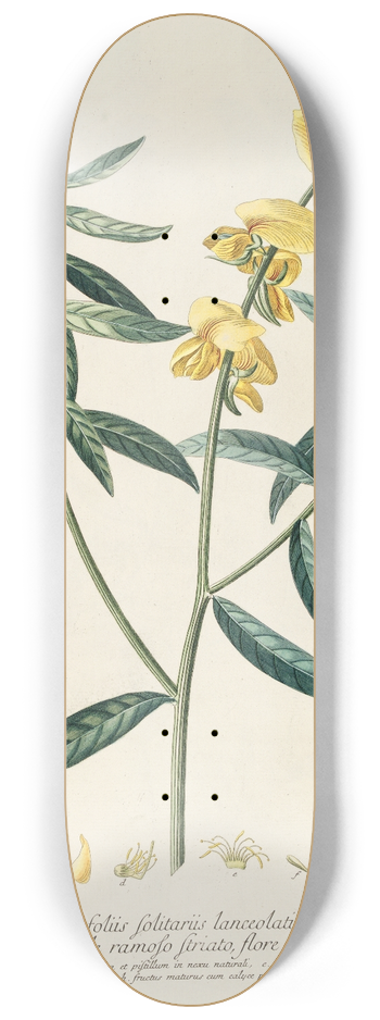 Georg Dionysius Ehret - Crotalaria 8.25 inch art skate deck