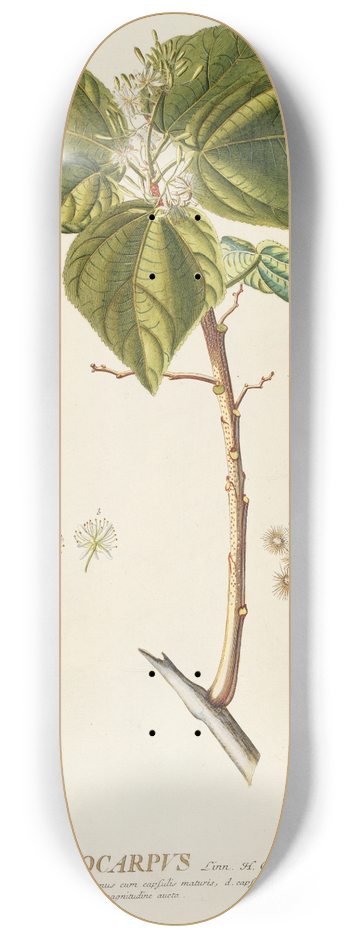 Georg Dionysius Ehret - Heliocarpus 8.25 inch art skate deck