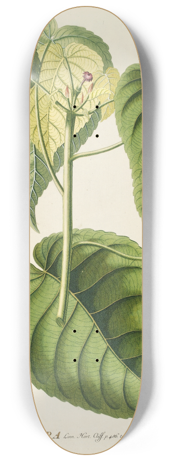 Georg Dionysius Ehret - Hura 8.25 inch art skate deck