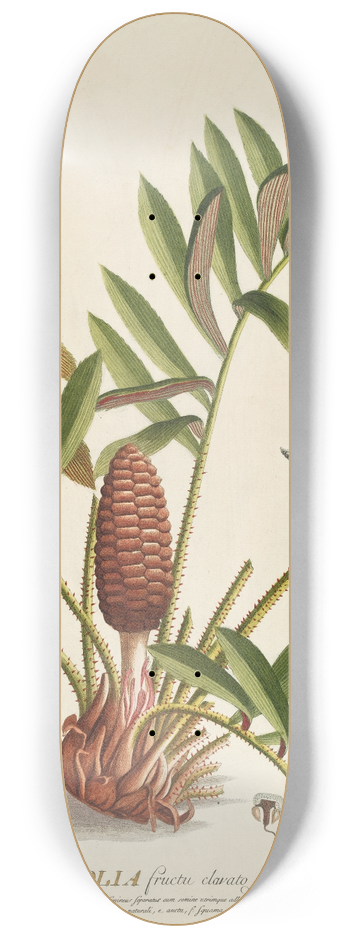 Georg Dionysius Ehret - Palmifolia 8.25 inch art skate deck