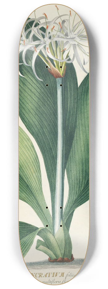 Georg Dionysius Ehret - Pancratium II 8.25 inch art skate deck